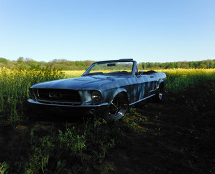 Ford Mustang Gebrauchtwagen