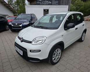 Fiat Panda Gebrauchtwagen
