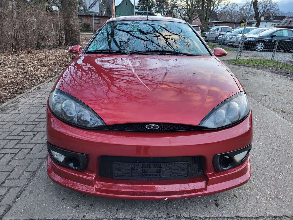 Cougar