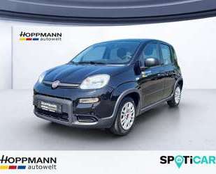 Fiat Panda Gebrauchtwagen