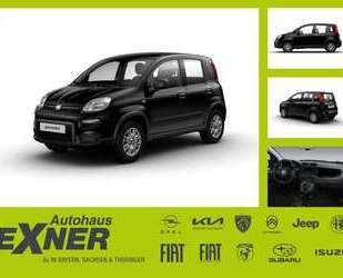 Fiat Panda Gebrauchtwagen
