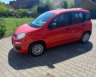 Fiat Panda Gebrauchtwagen