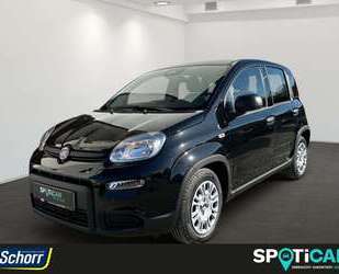 Fiat Panda Gebrauchtwagen