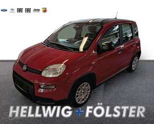 Fiat Panda Gebrauchtwagen
