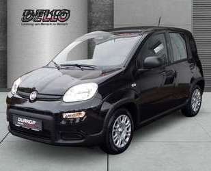 Fiat Panda Gebrauchtwagen