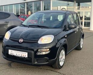Fiat Panda Gebrauchtwagen