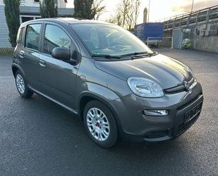 Fiat Panda Gebrauchtwagen