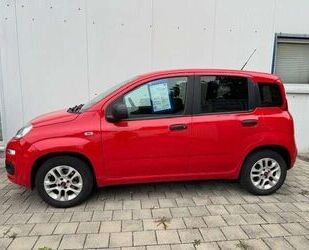 Fiat Panda Gebrauchtwagen