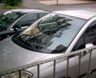 Peugeot C8 