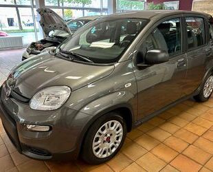 Fiat Panda Gebrauchtwagen