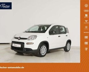 Fiat Panda Gebrauchtwagen