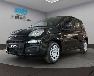 Fiat Panda Gebrauchtwagen