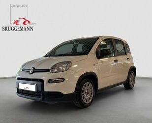 Fiat Panda Gebrauchtwagen
