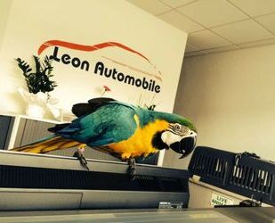 Mercedes-Benz GLC 220 Gebrauchtwagen