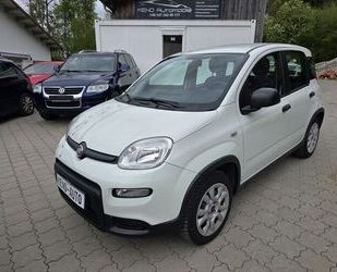 Fiat Panda Gebrauchtwagen