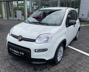 Fiat Panda Gebrauchtwagen
