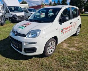 Fiat Panda Gebrauchtwagen