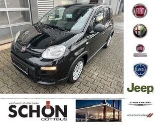 Fiat Panda Gebrauchtwagen