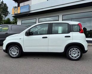Fiat Panda Gebrauchtwagen