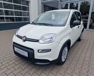 Fiat Panda Gebrauchtwagen