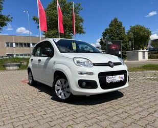 Fiat Panda Gebrauchtwagen