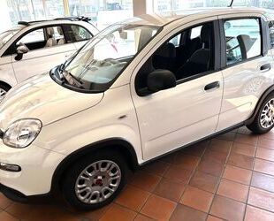 Fiat Panda Gebrauchtwagen