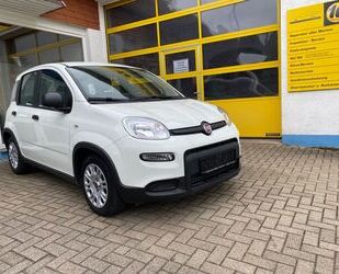 Fiat Panda Gebrauchtwagen