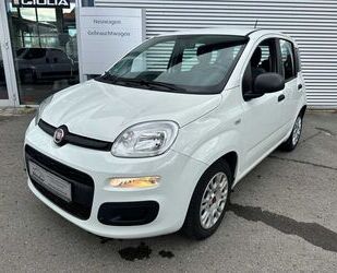 Fiat Panda Gebrauchtwagen