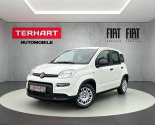 Fiat Panda Gebrauchtwagen