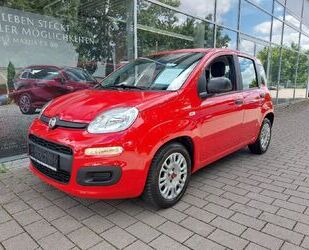 Fiat Panda Gebrauchtwagen