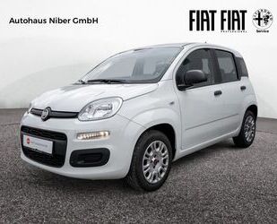 Fiat Panda Gebrauchtwagen
