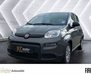 Fiat Panda Gebrauchtwagen