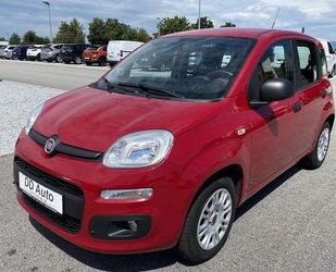 Fiat Panda Gebrauchtwagen