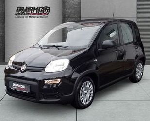 Fiat Panda Gebrauchtwagen