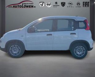 Fiat Panda Gebrauchtwagen