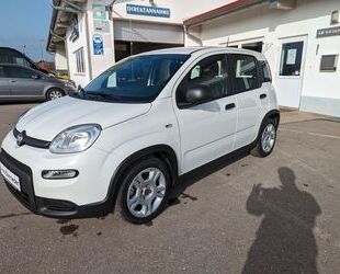Fiat Panda Gebrauchtwagen