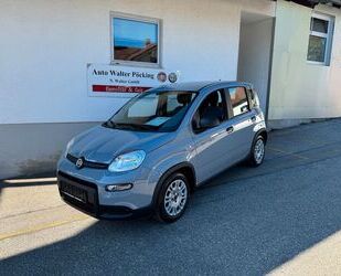 Fiat Panda Gebrauchtwagen