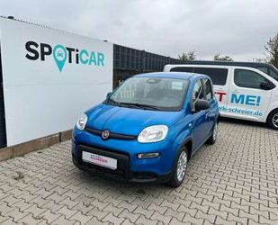Fiat Panda Gebrauchtwagen