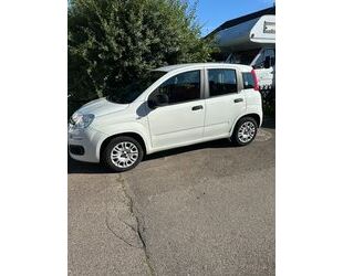 Fiat Panda Gebrauchtwagen