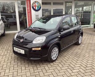 Fiat Panda Gebrauchtwagen