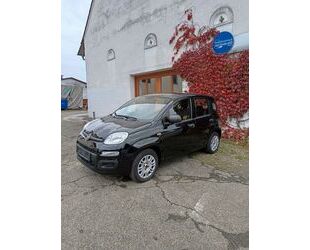 Fiat New Panda Gebrauchtwagen