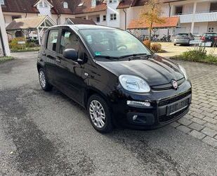 Fiat Panda Gebrauchtwagen