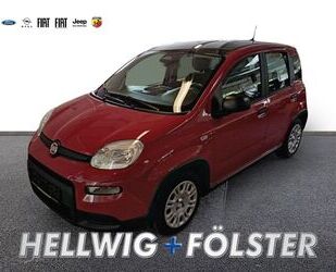 Fiat Panda Gebrauchtwagen