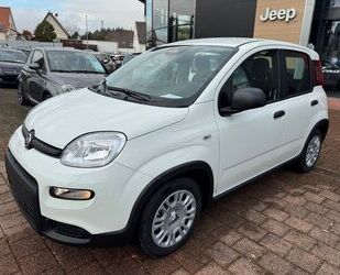 Fiat Panda Gebrauchtwagen