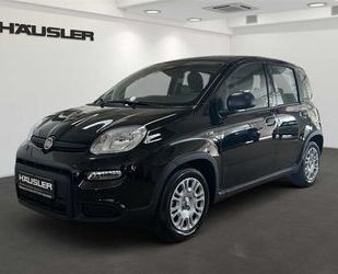 Fiat Panda Gebrauchtwagen