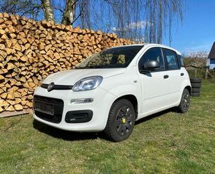 Fiat Panda Gebrauchtwagen