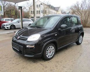 Fiat Panda Gebrauchtwagen