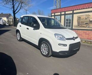 Fiat Panda Gebrauchtwagen