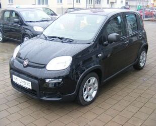 Fiat Panda Gebrauchtwagen