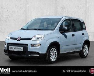 Fiat Panda Gebrauchtwagen